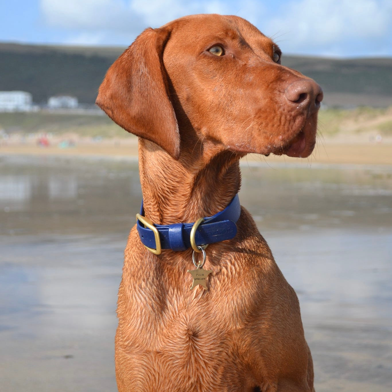 Navy Classic Collar