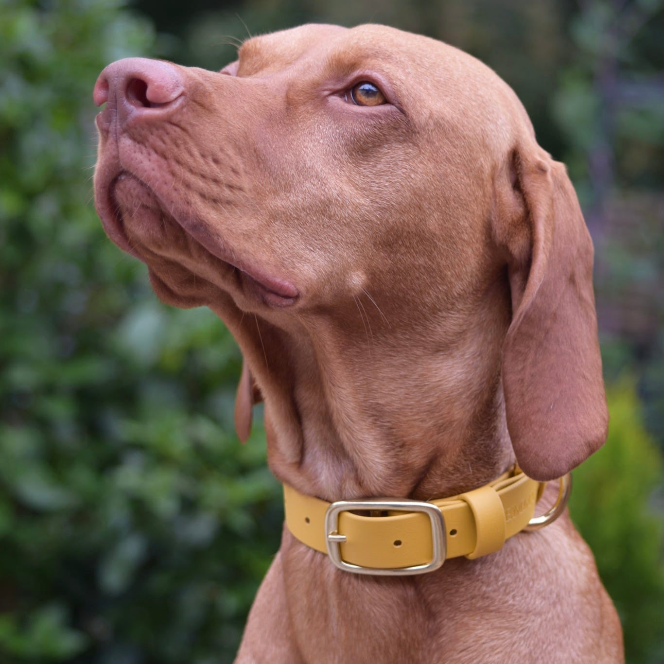 Mustard Classic Collar