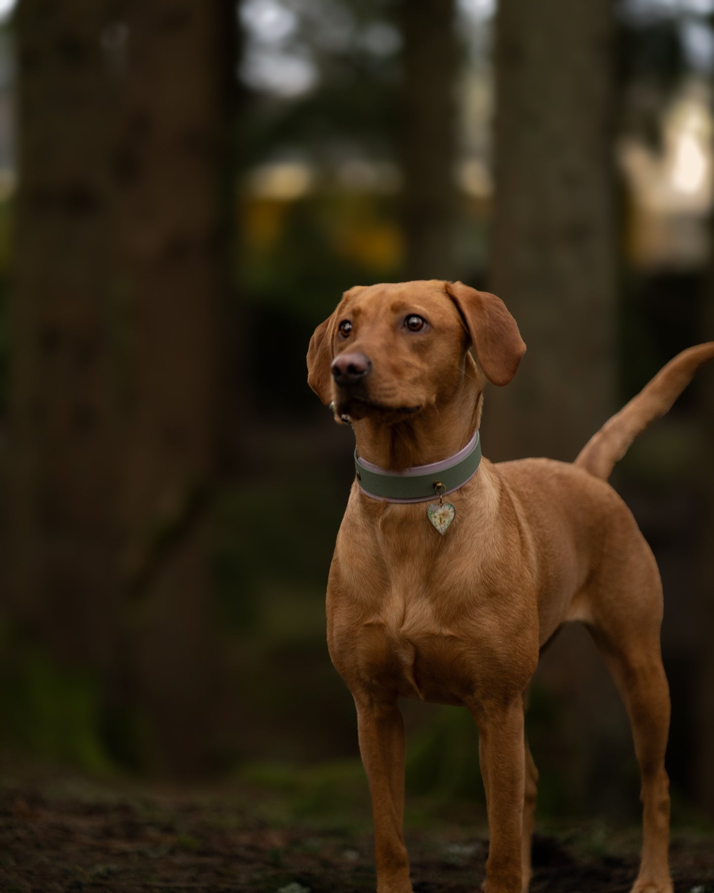 Hound style wrap around in 25/38 mm
